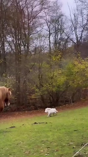 planetcuteanimals no TikTok