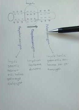 bir sinir hücresinde impuls iletimi,