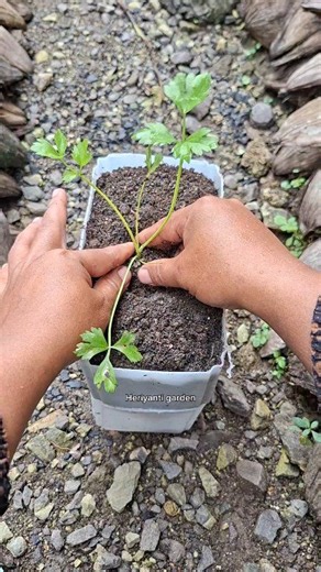 using used cooking oil containers to grow celery #gardening #tipsplanting | Heriyanti Garden