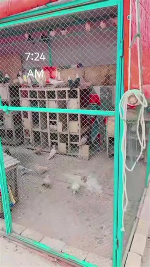 #duet with @sᴀᴅᴀғ_ғᴀᴛᴛɪ🔥