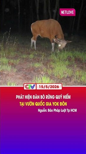 PHÁT HIỆN ĐÀN BÒ RỪNG QUÝ HIẾM TẠI VƯỜN QUỐC GIA YOK ĐÔN