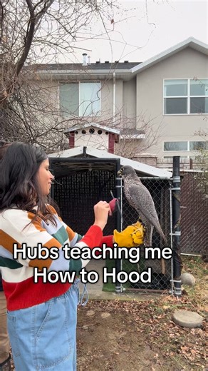 The face whips were worth it! My first time getting to hood Snorlax ☺️ #falconrylife #fy #marriedlife #viral #new | JazandParker Christensen