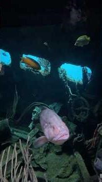 Sunken pirate ship scene in National Aquarium Baltimore MD #aquarium #fishtank #fish #weirdfish#tour