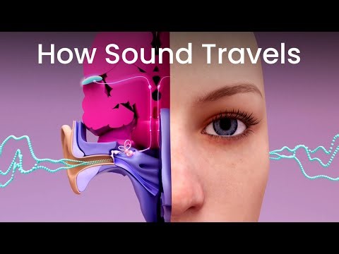How Sound Travels to Your Brain
