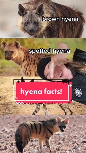 Fascinating Hyena Facts: Laughing Hyena, Social Structure, and Intelligence