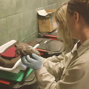 64K views · 2.5K reactions | NARRATOR: Are you ready kids? US: Aye-aye  | San Diego Zoo | Facebook