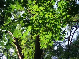 Природа Украины...