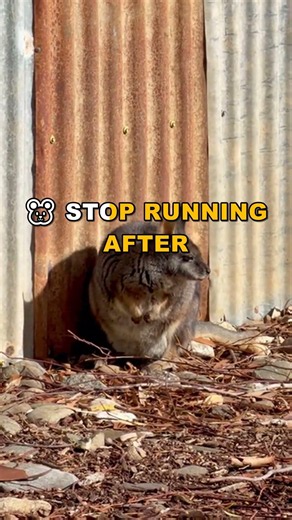 Hamster Survives Being Headless? Shocking Science