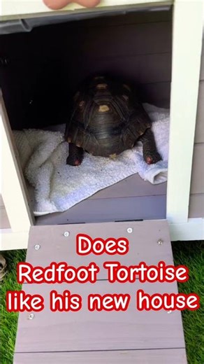 Cherryhead Redfoot Tortoise Explores New Home