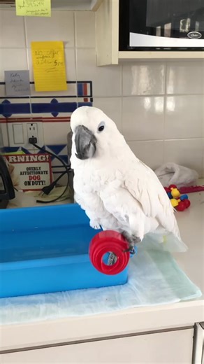 Cockatoo Dancing to Queen: We Will Rock You!