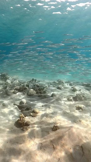 A large school of barracuda swimming in the sunlight is a dazzling experience for any diver! 🤩 Do you like barracuda or are you afraid of them. 😱⁉️ Fun facts: Adult barracuda are usually solitary creatures while juvenile like those in this video, swim in schools. They are fast and ferocious! With a slim, torpedo-like body shape and crescent-shaped tail fins, barracudas are built for short bursts of speed. They can accelerate from a standstill to their top speed of 36 miles per hour (58 kph) in