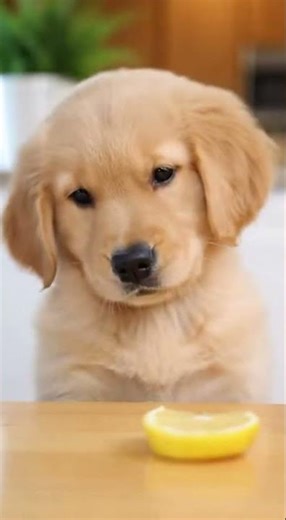 Why Are Pets So Dramatic 😂🐾