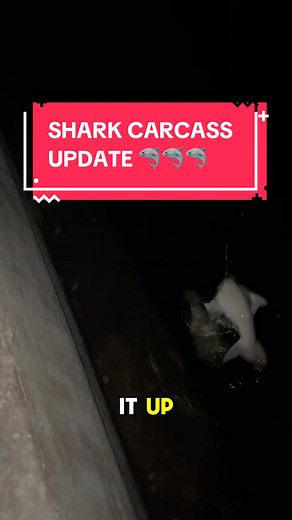 #Sharks #shark #ocean #sea #tarpon #snook #chum #saltlife #marinelife #water #fish #fishing