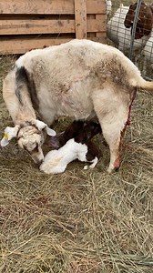 Another dairy/Boer cross mama kidded and she had triplets! These myotonic cross babies are lively! | Dakota Wind Meat Goats