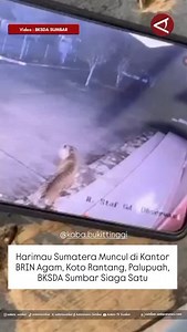 Balai Konservasi Sumber Daya Alam (BKSDA) @sumaterabarat.ig @bksda_sumbar menetapkan siaga satu usai harimau sumatera (Panthera tigris sumatrae) masuk ke kawasan perkantoran Balai Riset dan Inovasi Nasional (BRIN) Kabupaten Agam @brin_agam , Rabu 15/10. "Kita menetapkan siaga satu setelah harimau sumatera masuk ke kawasan perkantoran BRIN Agam tepatnya di Koto Tabang, Nagari Koto Rantang, Kecamatan Palupuh," kata Kepala Resor Konservasi Wilayah II Maninjau BKSDA Sumbar, Ade Putra di Lubuk Basung