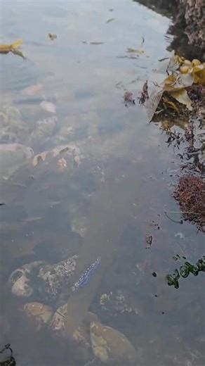 California Chromodorid (Felimare californiensis) #sealife | Digital Tide Pool