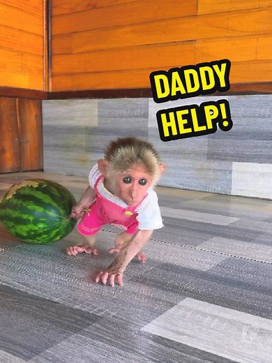 Baby monkey Moon needs her dad's help to get the watermelon. #monkey #cutemonkey #babymonkey #monkeydluffy #monkeysoftiktok #animal #usa_tiktok