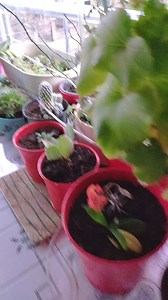 Made an automated dripping irrigation system. It measures the soil moisture and irrigates according to that. It has LED moisture indicators, red, yellow and green.