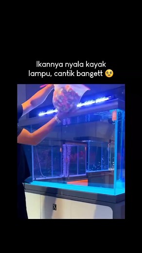 55K views · 377 reactions | Beli https://shope.ee/3fcwN8Fd7C . Ikan glow in the dark ikan kecil warna warni imut #ikanwarnawarni #ikanhias #ikanarwana #ikanhiasmurah | Resep Cake Lezat | Facebook