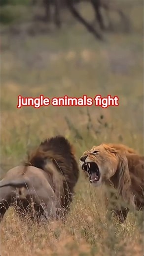 fighting animals the forest documentary video #animals #youtubeshorts #foryou #animalsrescue