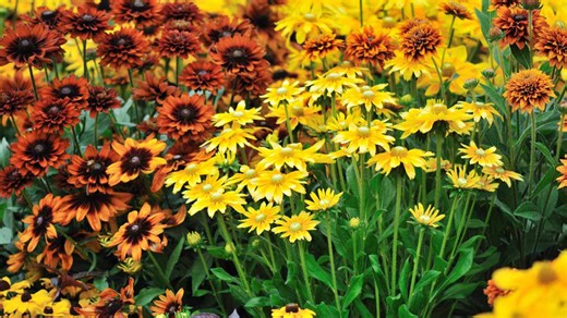 10 Perennials That Provide Show-Stopping Fall Color