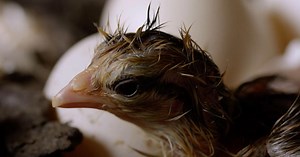 Nature:How an Egg Hatches Season 37 Episode 12