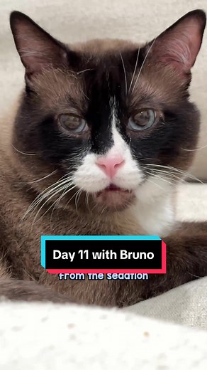 Cat Health Scare: Monitoring Bruno After Abscess Emergency