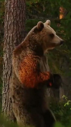 Bear scratching back on tree 🐻 🌴 Amazing Nature