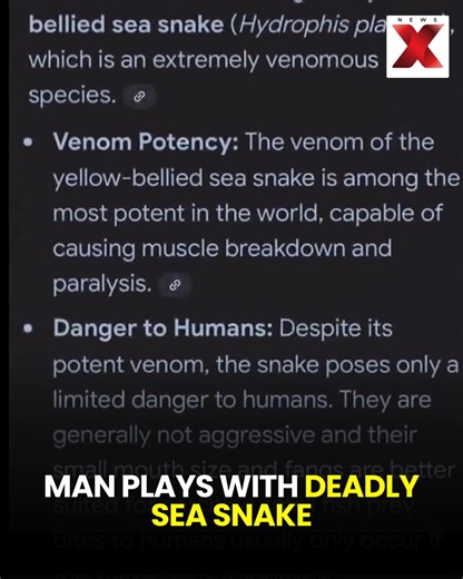A man was seen catching and handling a highly venomous yellow-bellied sea snake, seemingly unaware of the danger. The species is known to be extremely toxic, and experts warn that such encounters can turn fatal if provoked. The incident has sparked concern online, with many urging people to avoid touching wild marine animals. #SeaSnake #VenomousSnake #WildlifeDanger #YellowBelliedSeaSnake #SafetyAlert #ViralVideo #Ne | NewsX