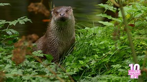 Eurasian Otter Exploring the Riverbank