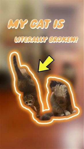 He thinks he’s in the Circus #pets #animals #shorts #cats #funny