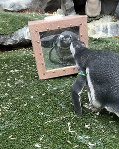 Mirror, Mirror on the ground, who’s the cutest penguin around? 🪞 See when Rio met himself in the mirror for the very first time. The penguins were given a mirror box for enrichment and Rio loved it! 🐧 📹: Keeper Kristyn | Point Defiance Zoo & Aquarium
