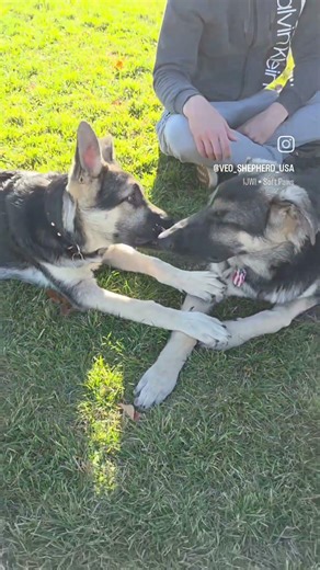 Meeting the puppies! #east_european_shepherd #easteuropeanshepherd #shepherd #veo #veopuppy