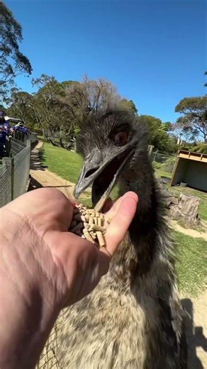 Emu Facts That Will Blow Your Mind!”