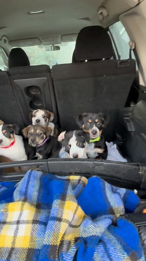 48 reactions · 3 comments | They’re from Oklahoma….. soooooo 路‍♀️ Spay and neuter day for the Dungeon Crawler Carl puppies!! #fyp #fosterpuppy #tattoo #spayandneuter #DungeonCrawlerCarl | Erika Upchurch | Facebook