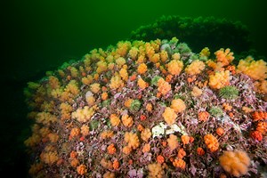 What corals can be found in Canada's oceans? - Oceana Canada