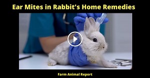 5 Solutions: Ear Mites In Rabbit's Home Remedies?