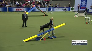 Go Abby, go! 👏 📺: The Agility Invitational 12/25 on ESPN 2 | American Kennel Club