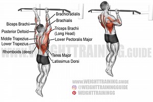 Chin-up exercise instructions and video | weighttraining.guide