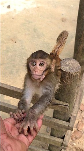 Baby Monkey Taking Food from My Hand and Eating It.11 #monkey #animals #curiousmonkeyforest