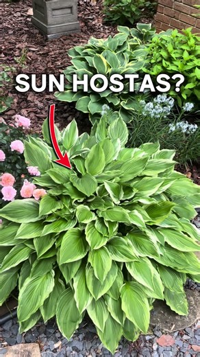 While most hostas prefer shade or partial shade, there are some varieties that can tolerate full sun. Here are five other hostas known for their ability to thrive in sunny conditions: 1. “Sun Power”: This hosta has thick, corrugated leaves that can withstand direct sunlight well. 2. “Stained Glass”: Known for its vibrant yellow leaves with green margins, this variety can handle more sunlight than other hostas. 3. “Guacamole”: With its chartreuse and green leaves, this large hosta can tolerate su