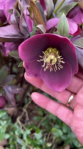 9.6K views · 1.1K reactions | Helleborus orientalis são flores originárias da Grécia e Turquia. #flores #Helleborus #natureza #jardins | Pássaros, insetos, árvores, e flores | Facebook