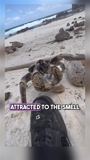 42K views · 637 reactions | I would like to share some fascinating facts about animals that you may not have been aware of. #facebookreelsviral #ArizonaHistory #wildlifephotography #lifestyle #facts #about #instagood #instagram #animals #nature | Facts about Animals | Facebook