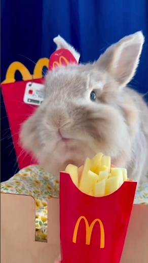 Overloaded with Cuteness