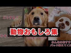 [Funny Animal Videos] A collection of hilarious dog and cat antics that are too funny