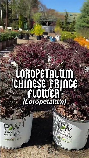 *LOROPETALUM*🌺🌳✨or ‘Chinese Fringe Flower’ | Brian’s TOP Plant Picks For Spring 2025! #gardening