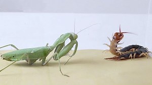 15 Craziest Fights In The Insects Kingdom!