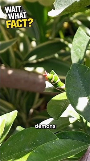 The Caterpillar That Shoots Stink 😳