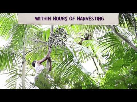 Palm to Palm: The Journey of the Acai Berry
