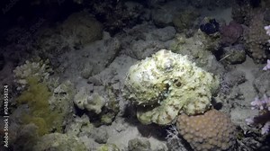 Master of disguise, camouflaged octopus blends seamlessly with coral reef in these underwater video frames. Octopus demonstrates its incredible ability to change color and texture to its surroundings.